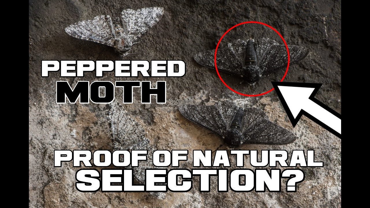 Peppered Moth Facts - Proof of Natural Selection? - Animal a Day