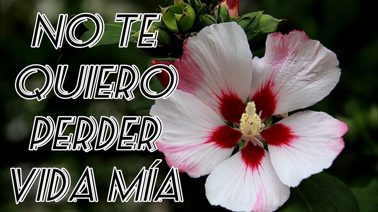 No te quiero perder vida mía