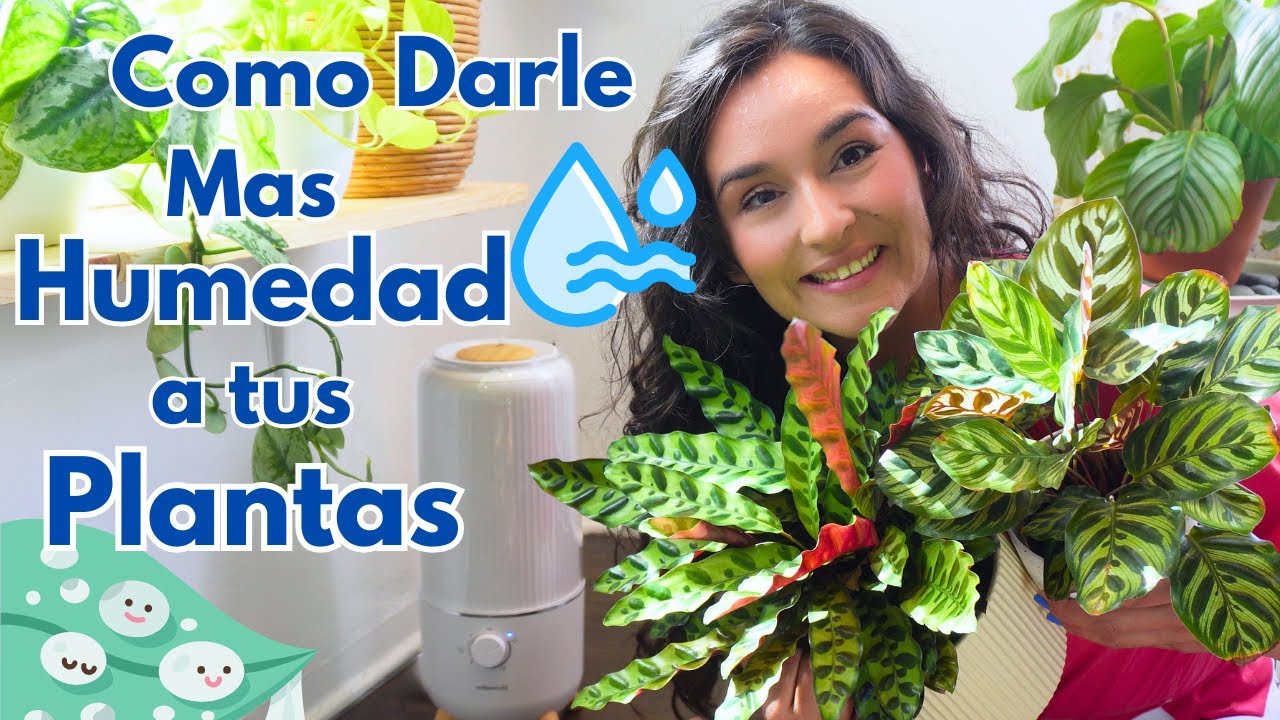 Más Humedad para tus PLANTAS TROPICALES || PLANTAS de INTERIOR