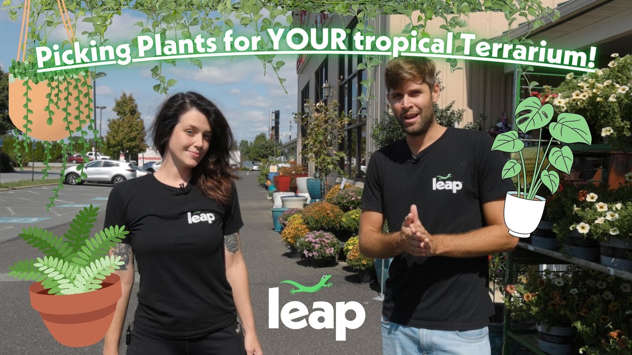 Plant shopping for your tropical terrarium MADE EASY!
