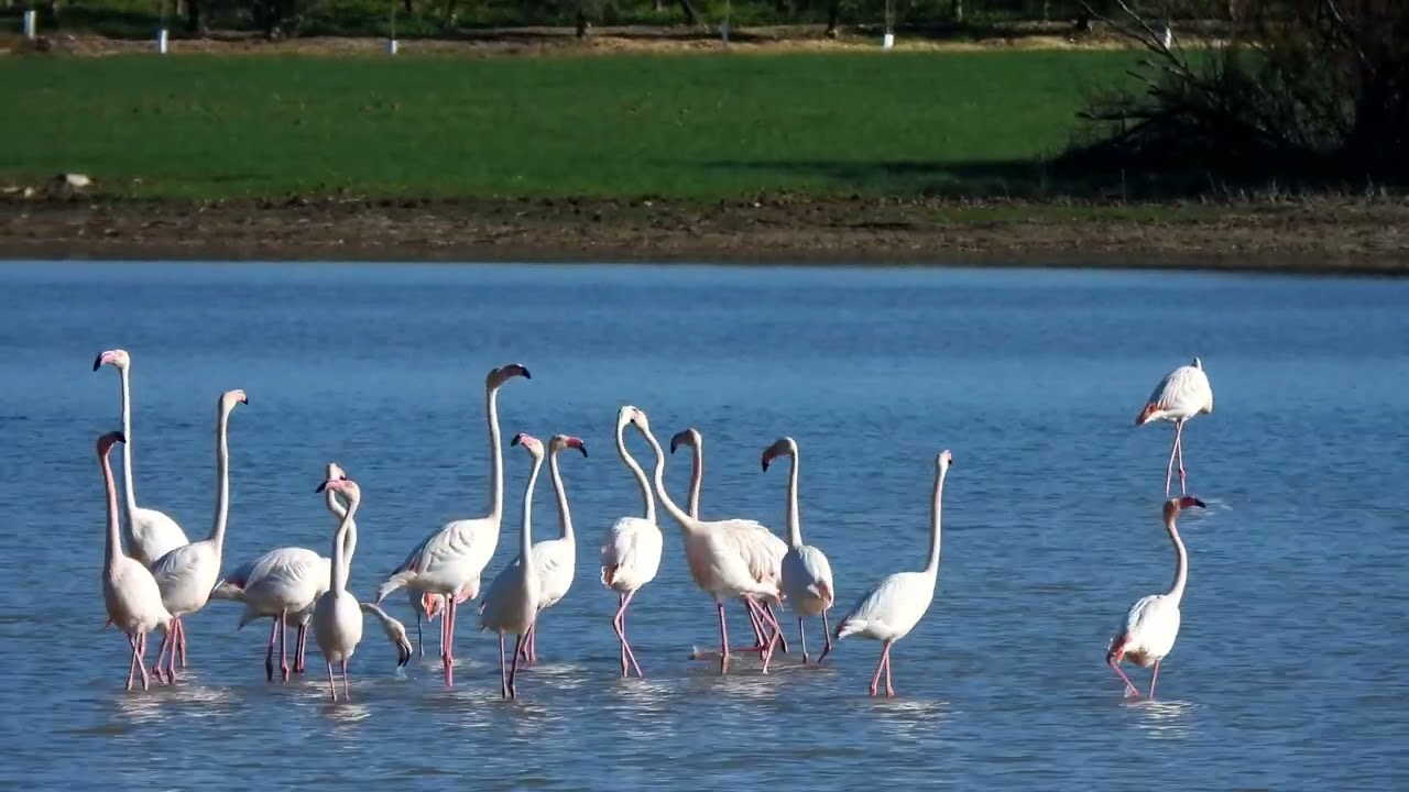 grullas
