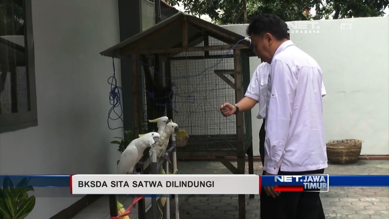 NET. JATIM - BKSDA SITA SATWA LINDUNG MILIK WARGA