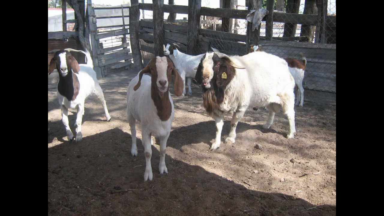 Chivos, Caprinos boer #chivos #boer #boergoat #Mexico, whats 237 1002818