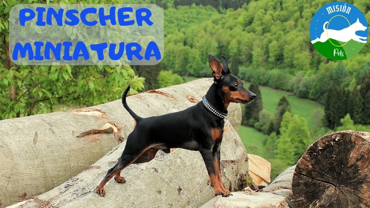MINI PINSCHER: Características de la raza y consejos.