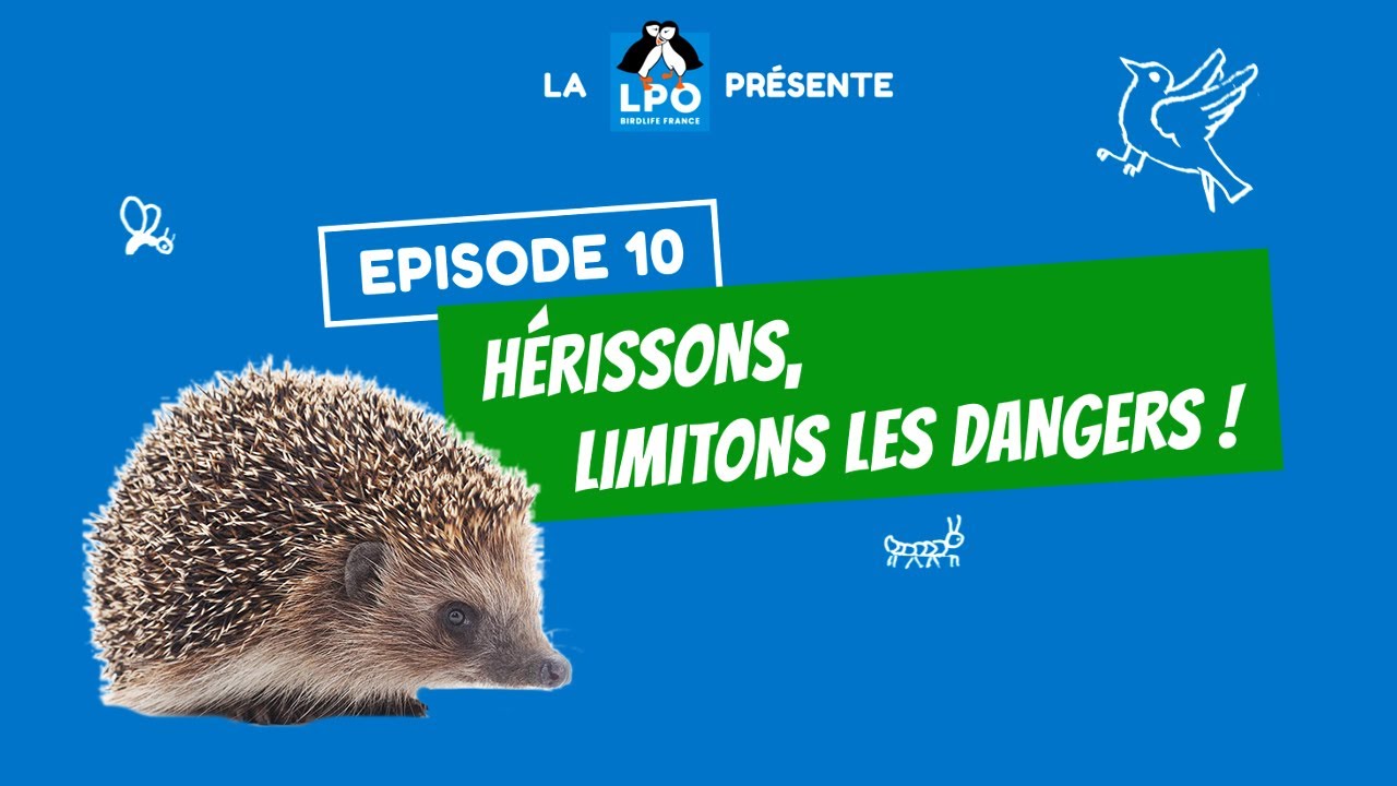 Colocataires sauvages Épisode 10 - Saison 1 : Hérissons, limitons les dangers !