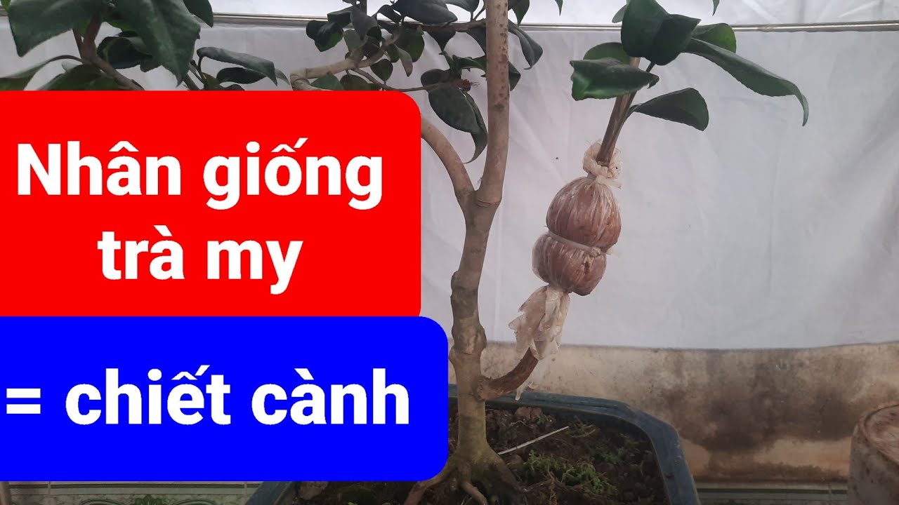 Nhân giống cây trà my bằng phương pháp chiết cành