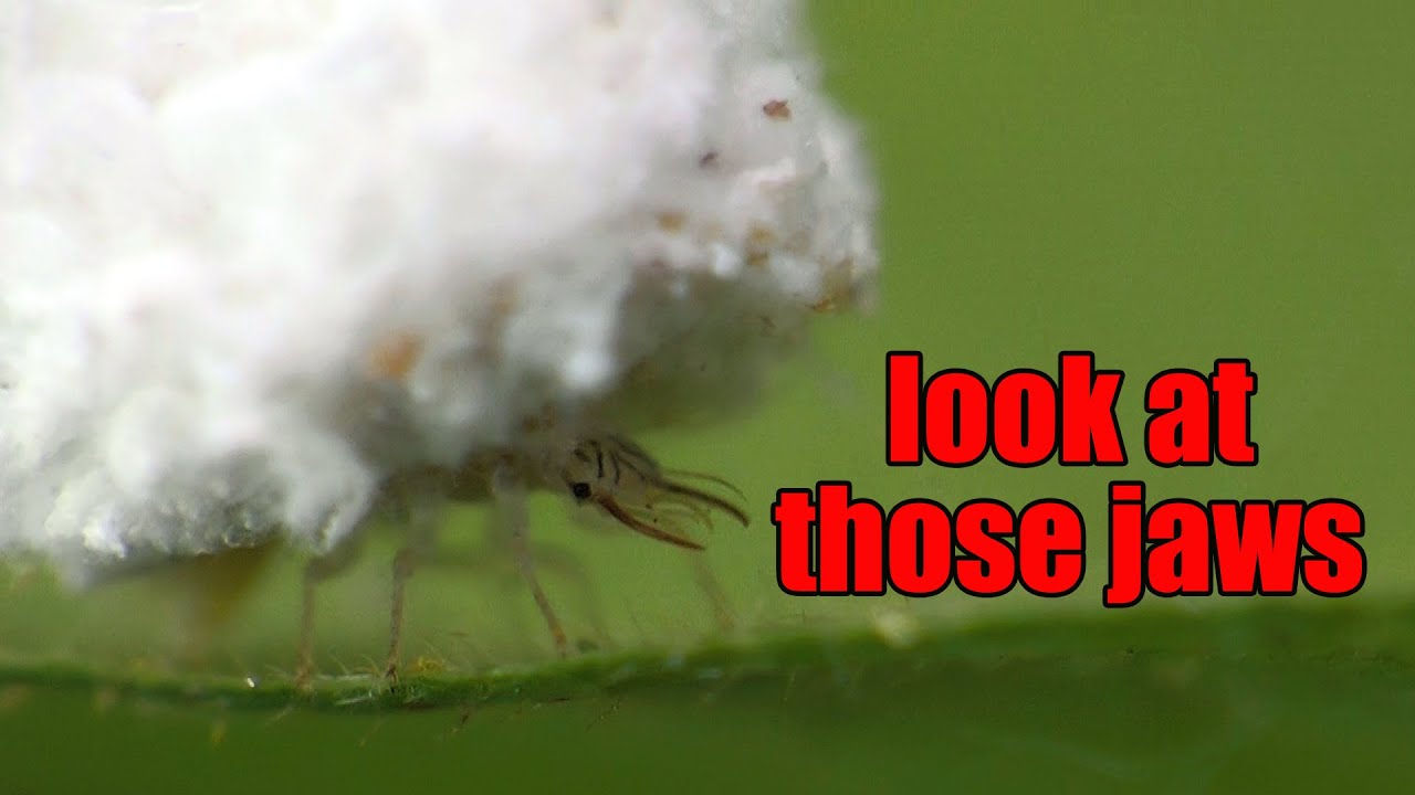 Trash Bug aka Junk Bug