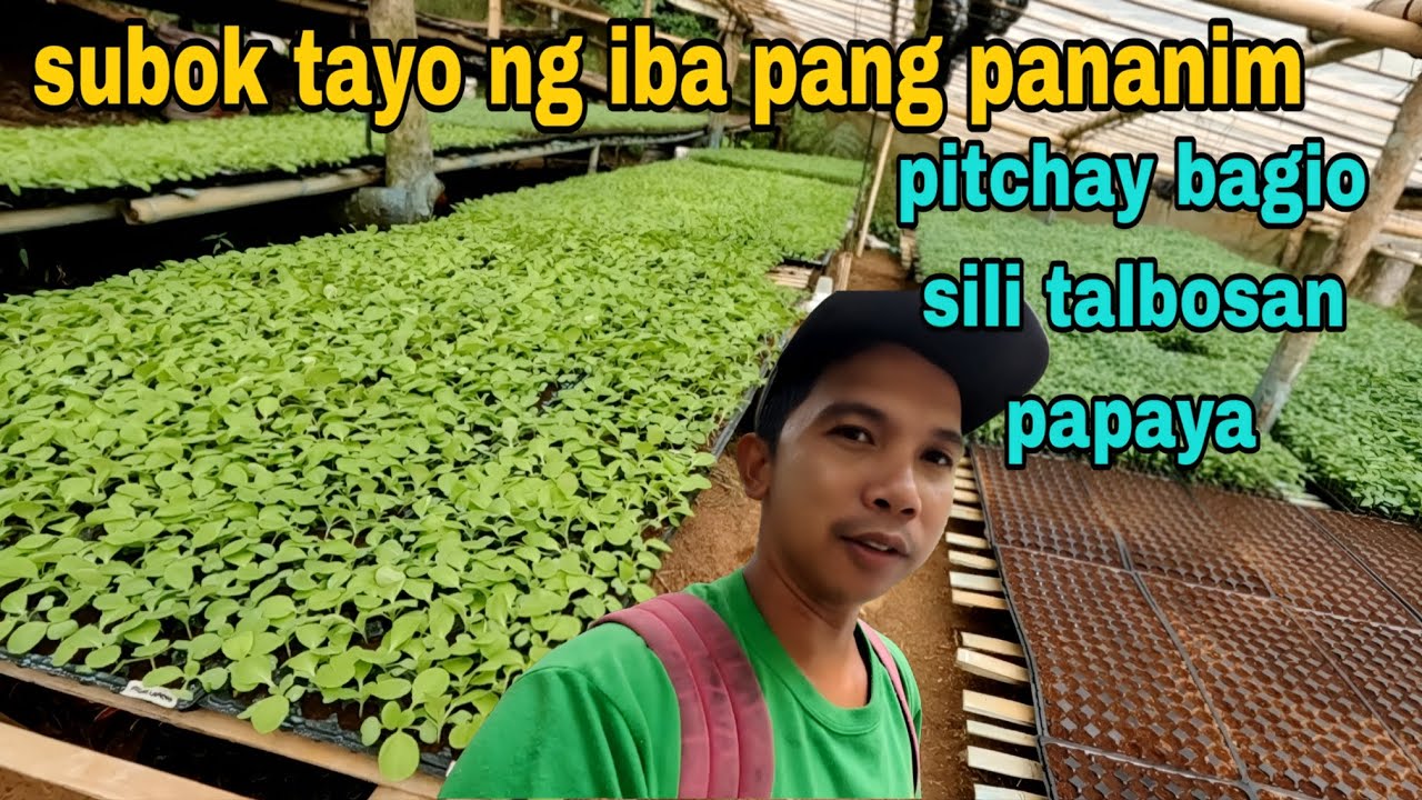 SUSUBOK TAYO NG IBAT ibang pang  pananim