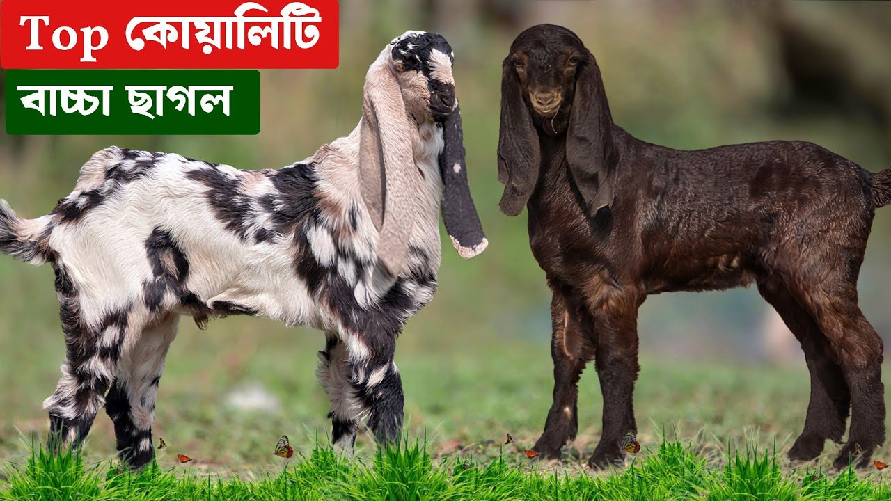 টপ কোয়ালিটি খাসি বাচ্চা ও মেয়ে উজ্জ্বল ভাই এর খামারে Top Quality Goat Kids 