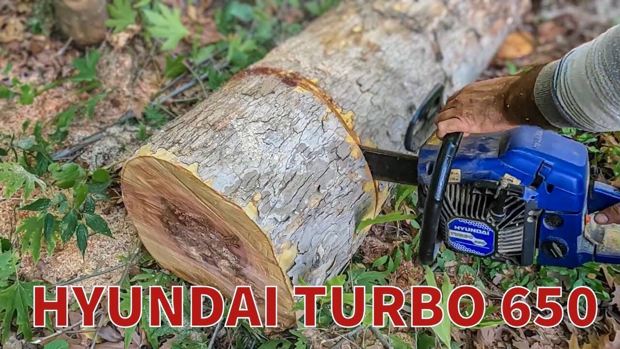 HYUNDAİ TURBO 650 motorlu testere ile Ağaç kesimi