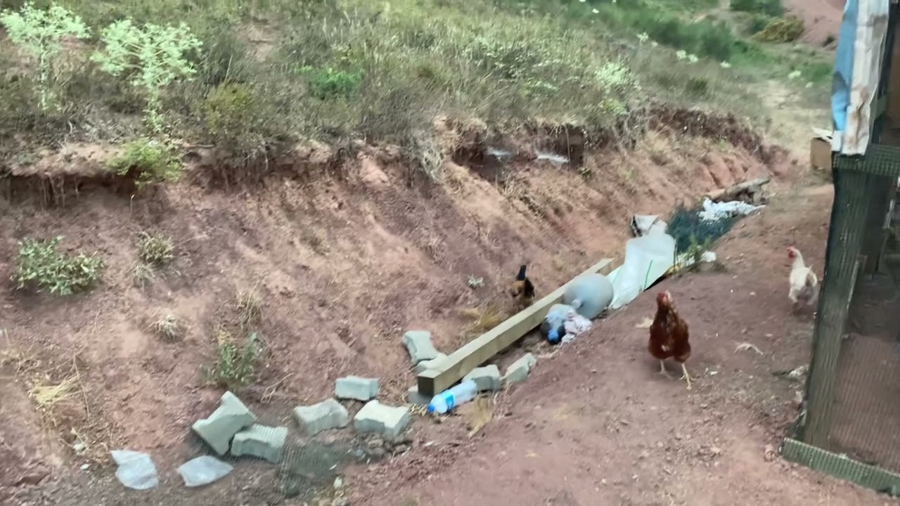Tavuklara yeni kümes yaptım #chicken #pigeon #pigeonlover #güvercin #tavuk #kamp #doğa #doğalyaşam #