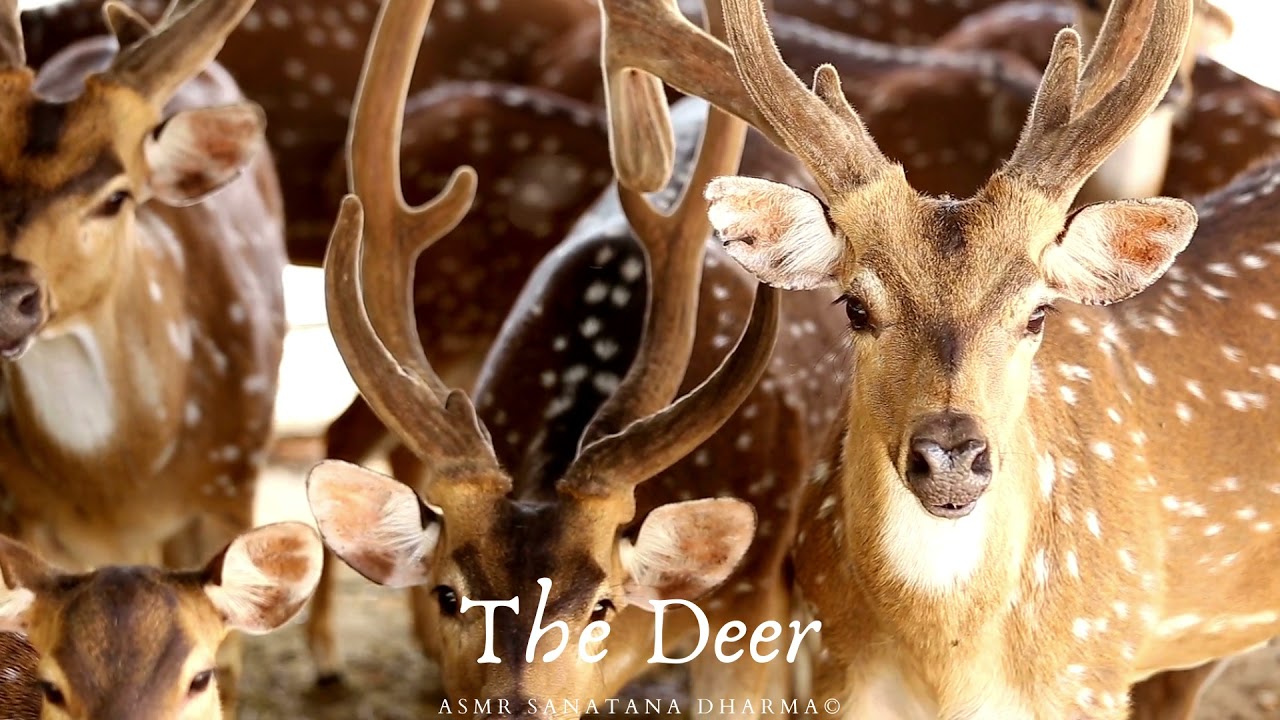 #ASMR THE DEER TOTEM SPIRIT SHAMAN ANIMAL: HOW TO WORK WITH THEIR FREQUENCIES/TEACHINGS
