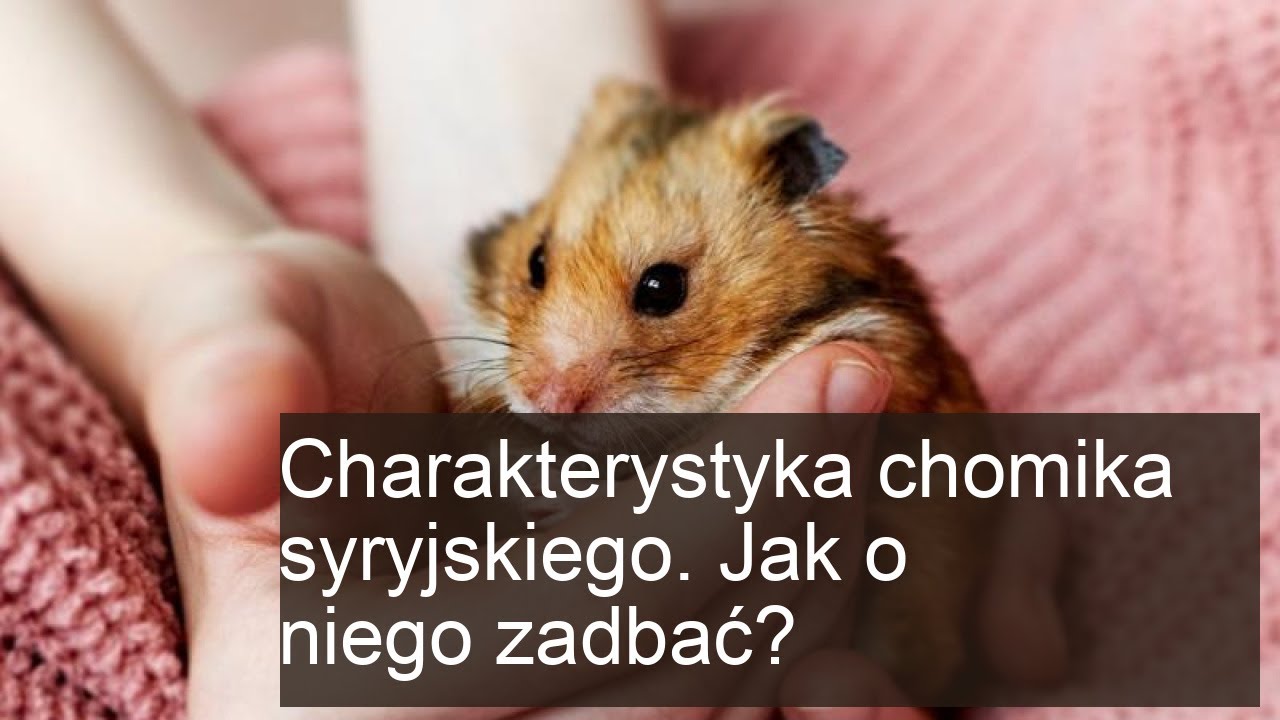 Chomik syryjski - jak go oswoić? Co je? Ile żyje? Opis rasy