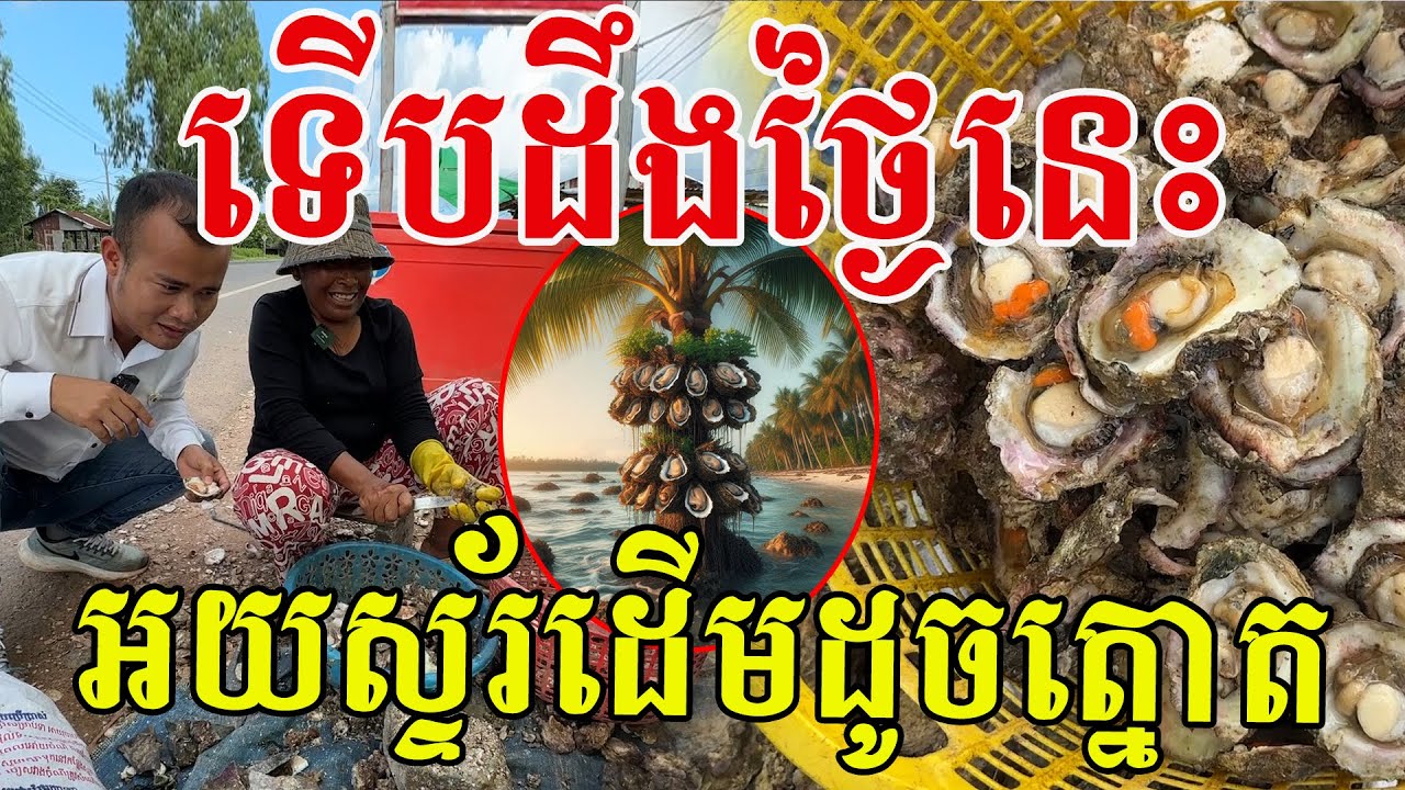ទើបដឹងថ្ងៃនេះ អយស្ទ័រមានដើមដូចត្នោត មីងហៅប្តីមកសួរតែម្ដង😆