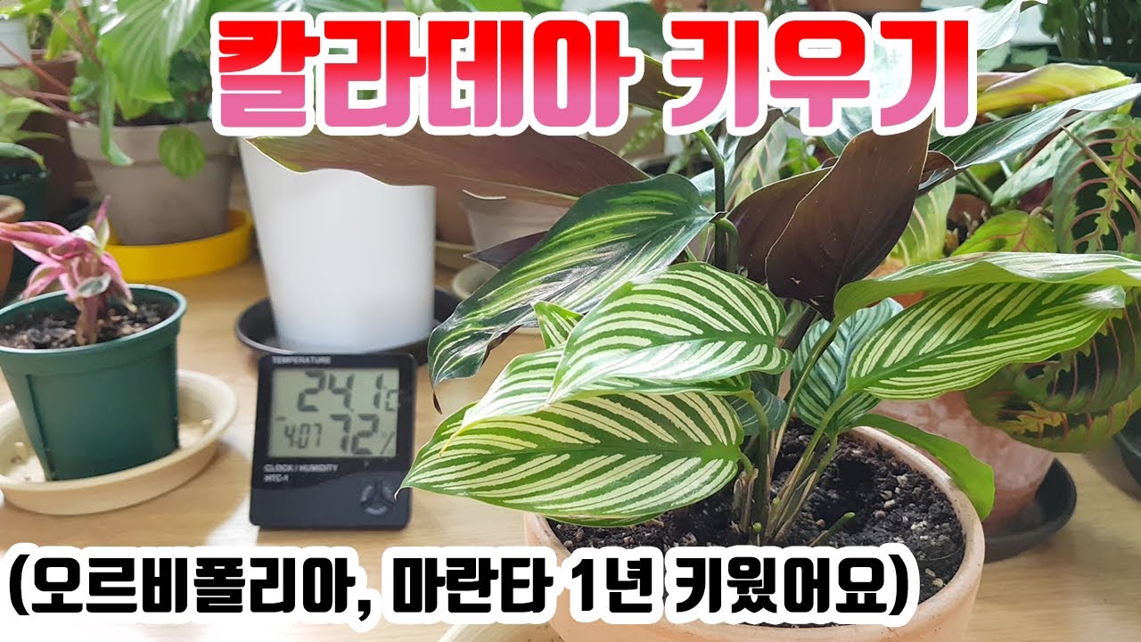 플랜테리어 식물 칼라데아 키우기!!  (근데 칼라데아는 사실....)