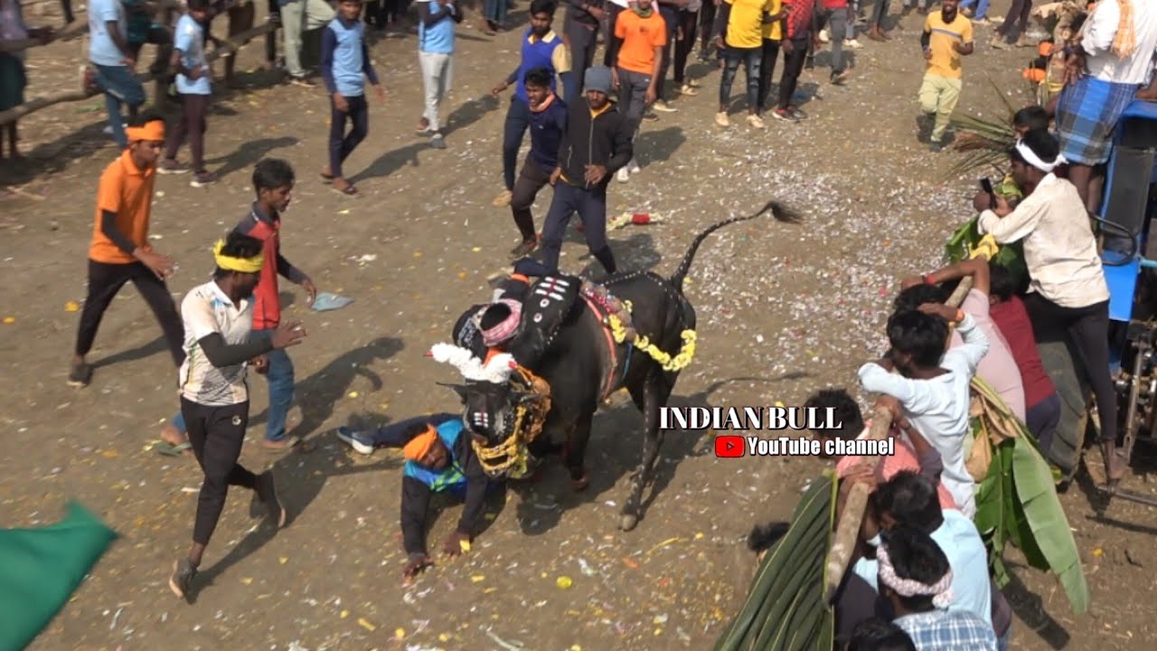 ಭಯಂಕರ ಬೆಣ್ಣೆಗೇರಿ ಹೋರಿಹಬ್ಬ 2024 | Top Bennegeri Horihabba 2024 | Horihabba Jallikattu bailpola