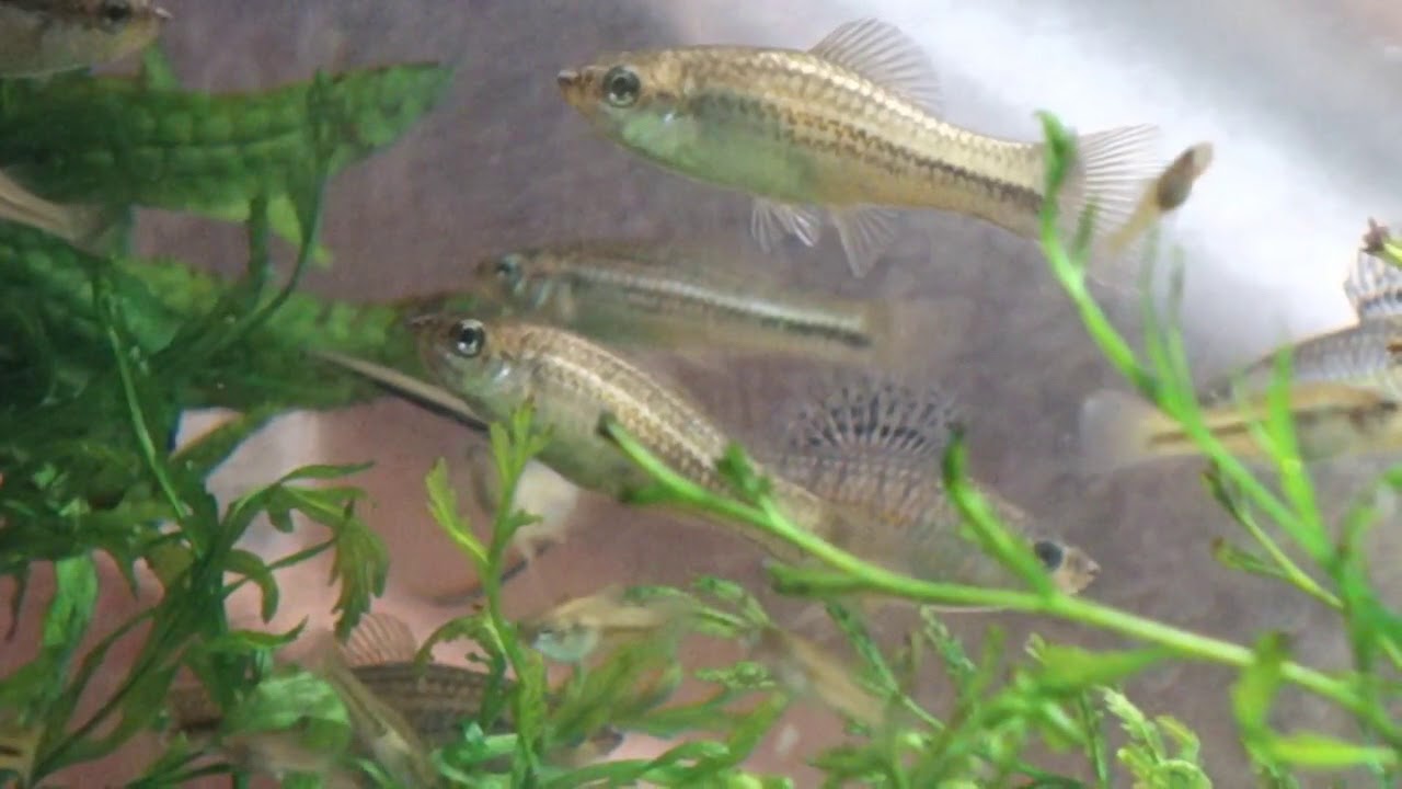Select Aquatics Presents   Raising Large Swordtails, Levamisole and Fish you Should Never Keep!