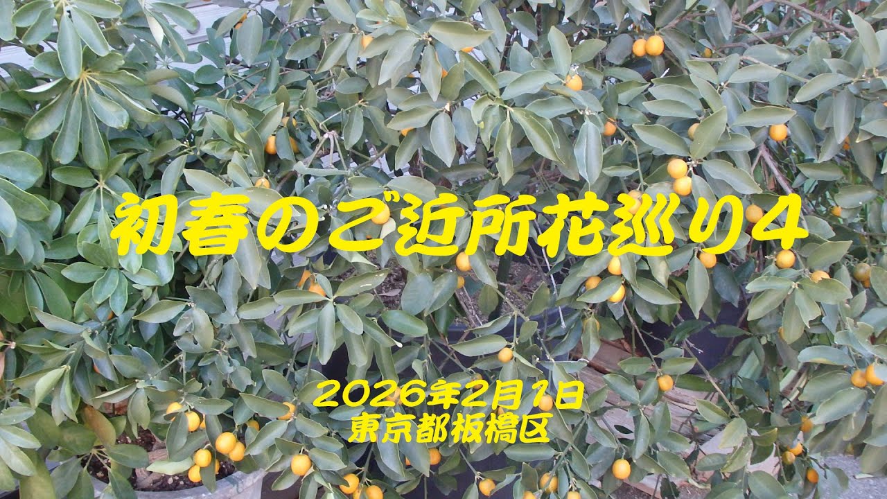 初春のご近所花巡り4