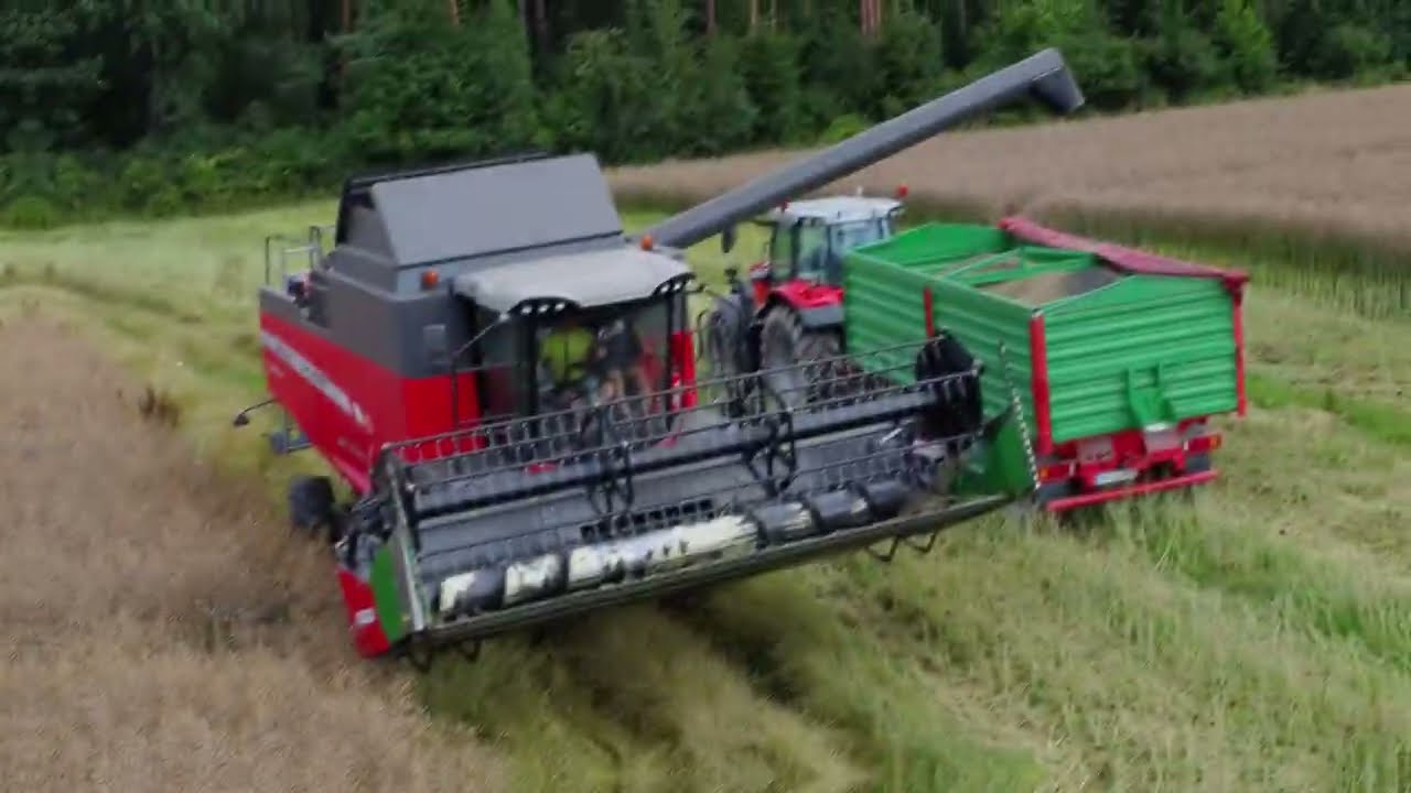 żniwa rzepaku 2025!!! massey ferguson 7716S i  7345S !!!