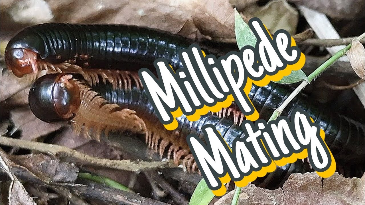 Millipede trying to mate|#Millipede mating|#Millipede|#Theratta