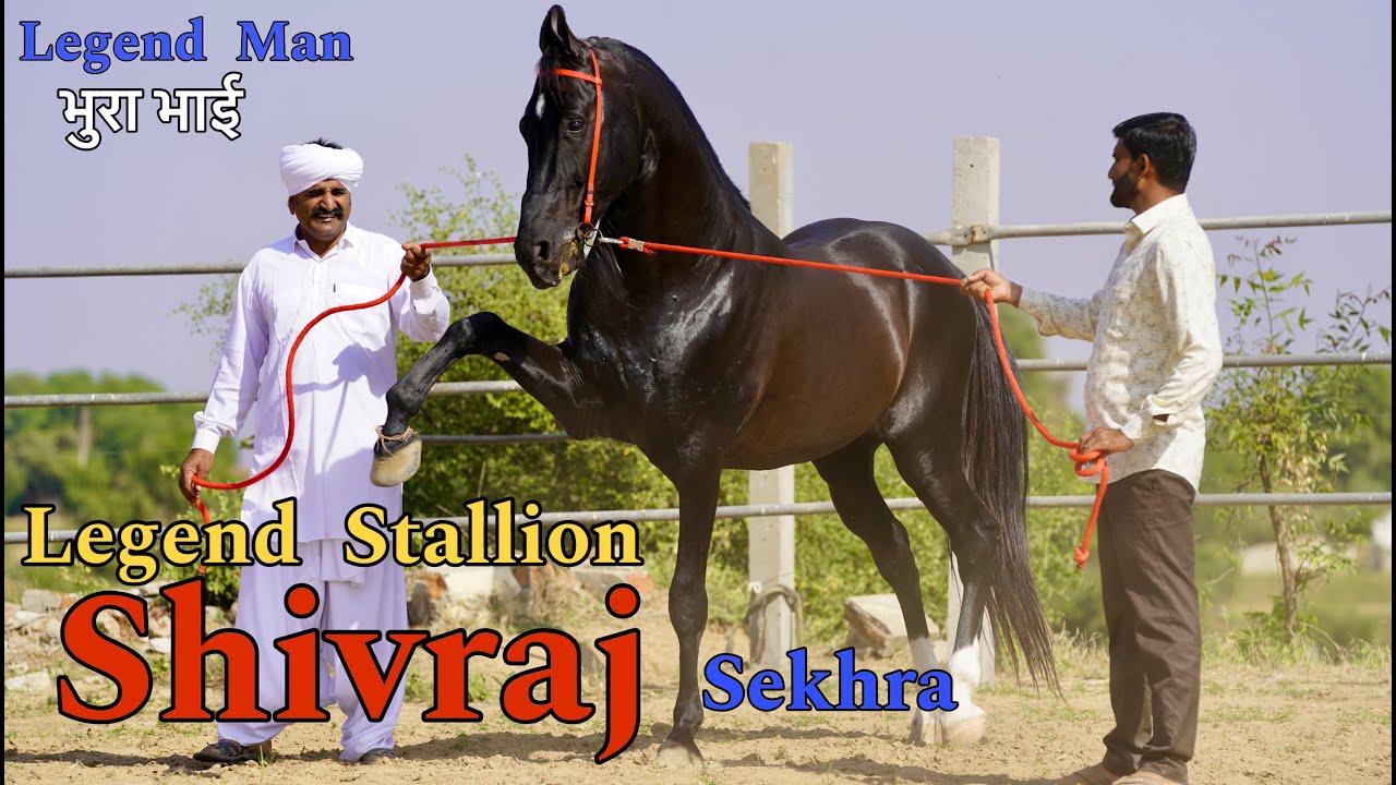 लीजेंड स्टेलियन शिवराज के आगे चैंपियन घोड़ों की चमक फीकी क्यों