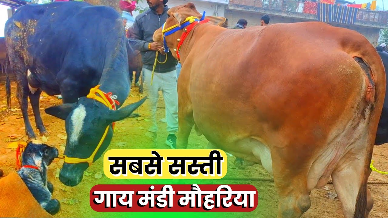 मौहरिया पशु मंडी मैं सबसे सस्ती गाय बिकती हैं guy ki Mandi prayagraj uttar Pradesh