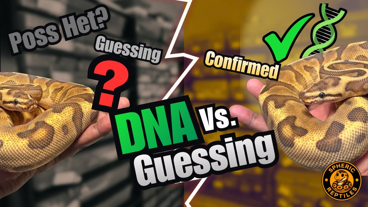 Shed Testing vs Proving Out: What Modern Breeders Must Know