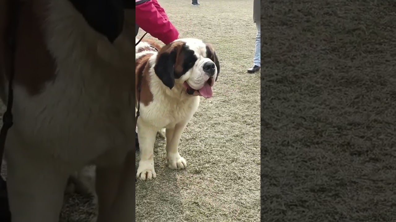 Bull mastif and Saint bernard #dog #shorts