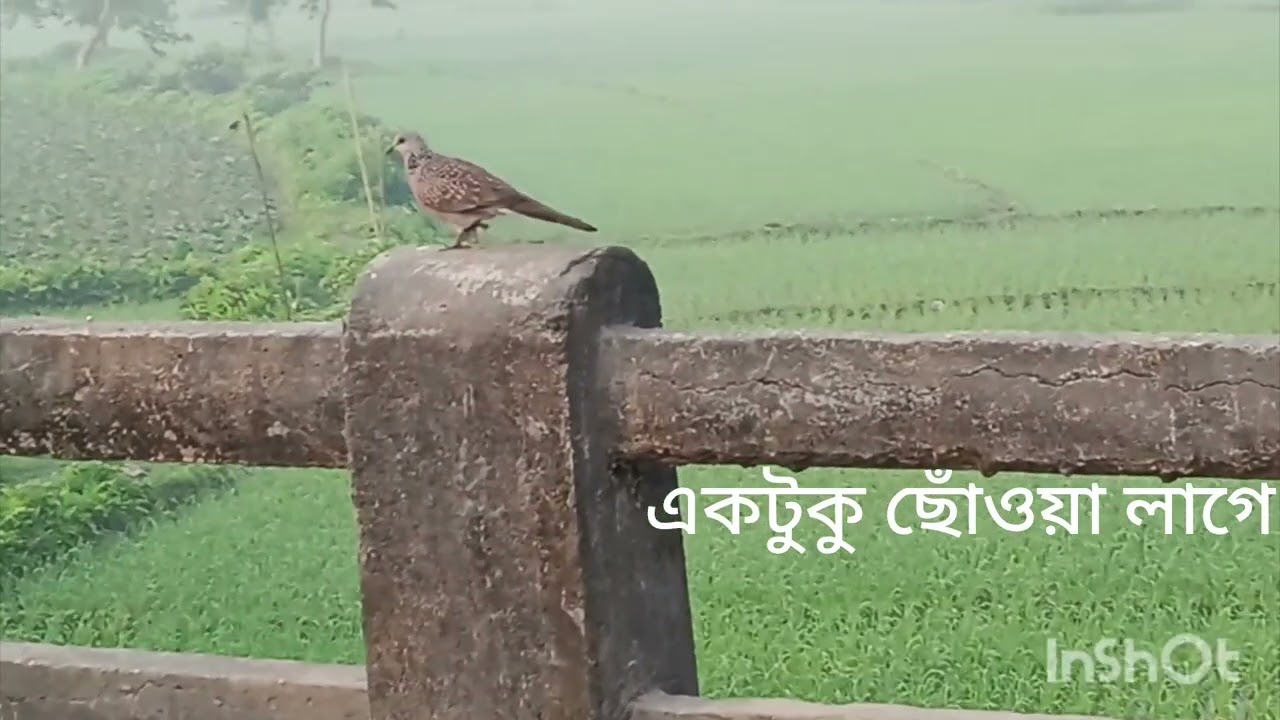 একটুকু ছোঁওয়া লাগে