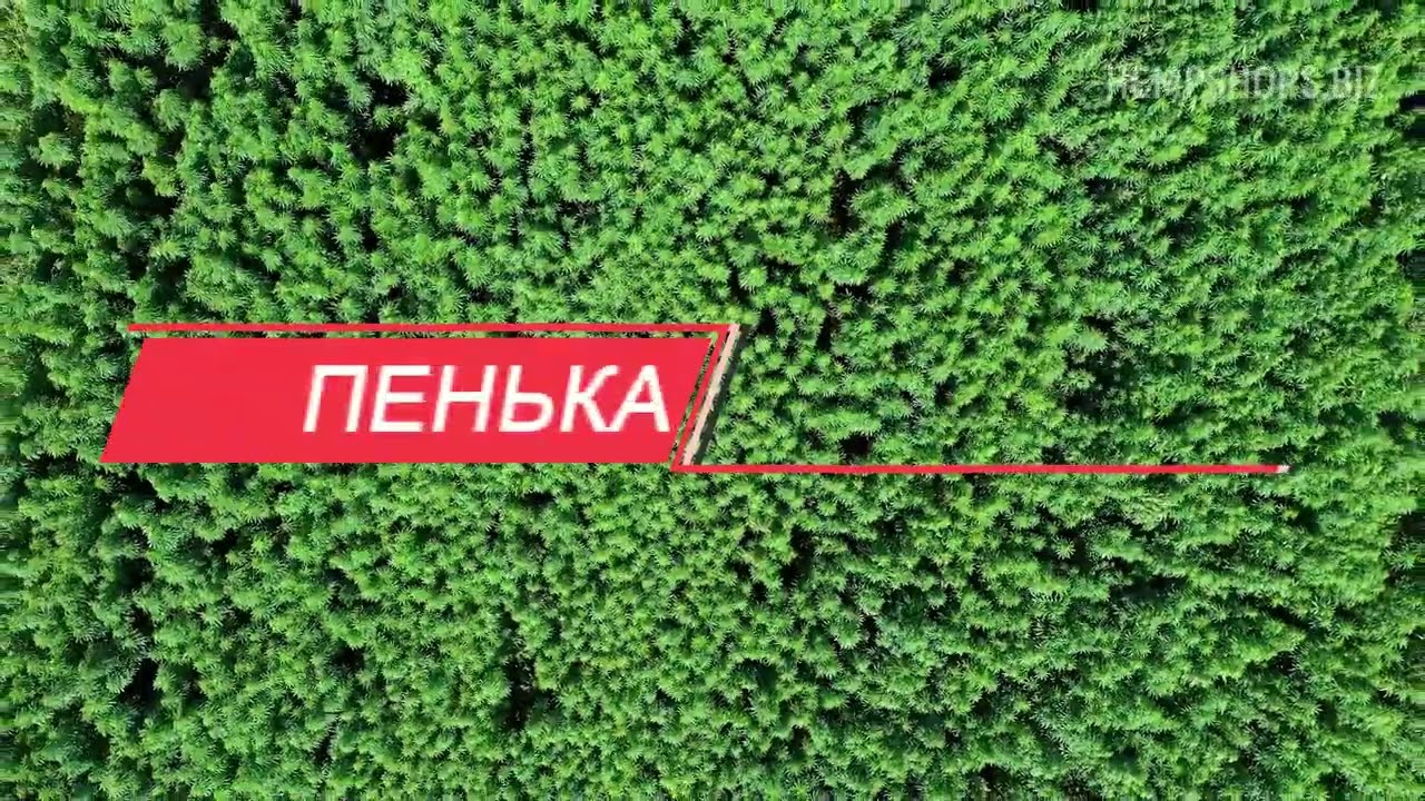 Производитель конопли в России, конопля -теперь можно купить, а вот и магазин конопли.
