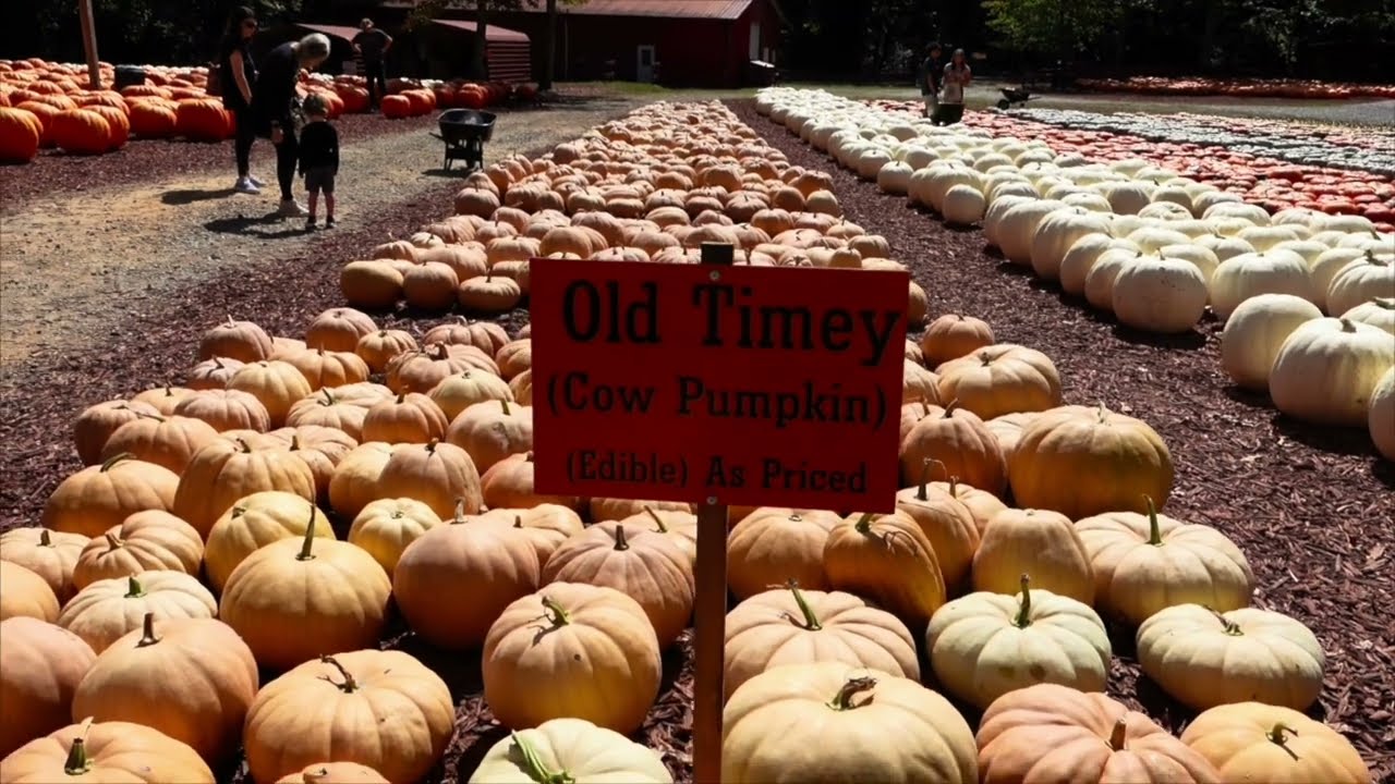 Pumpkin farm in North Ga
