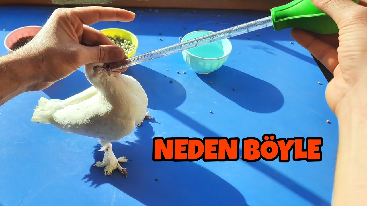 NASIL YAPIYORUM .YAVRU KUŞ DOYURMAK HİÇ ZOR DEĞIL .