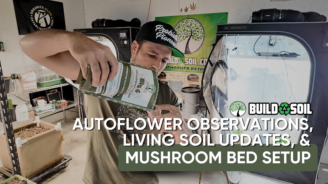 BuildASoil: Autoflower Observations // Living Soil Updates// Mushroom Bed Setup