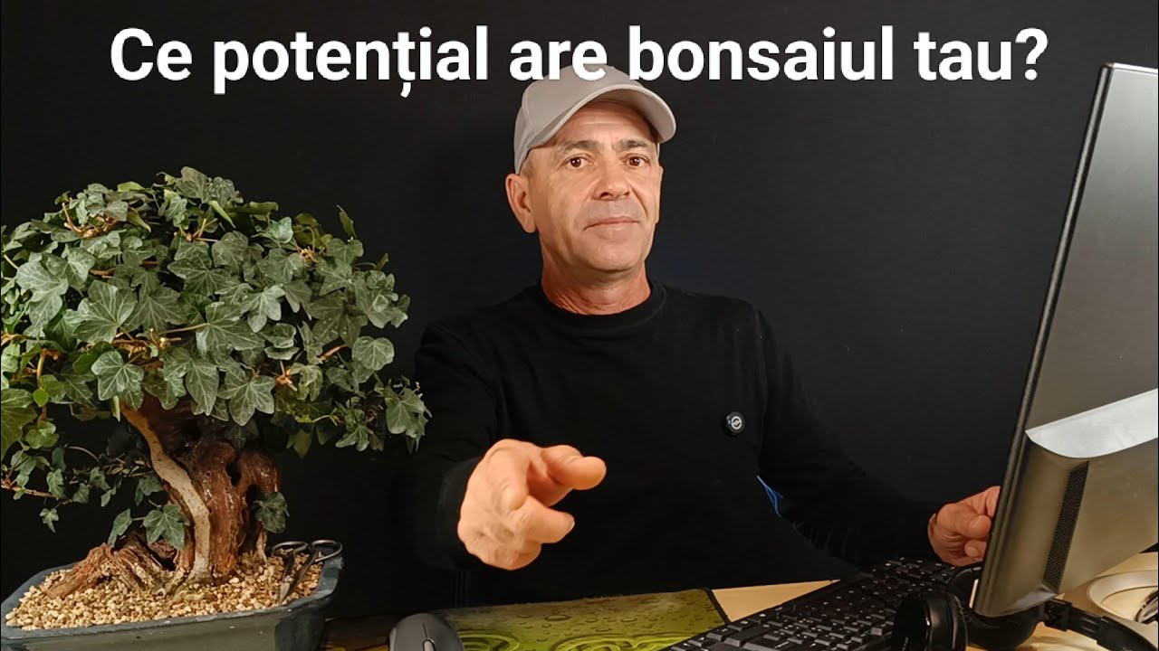 Analiza Materialului Tău – Formarea unui Pinus parviflora