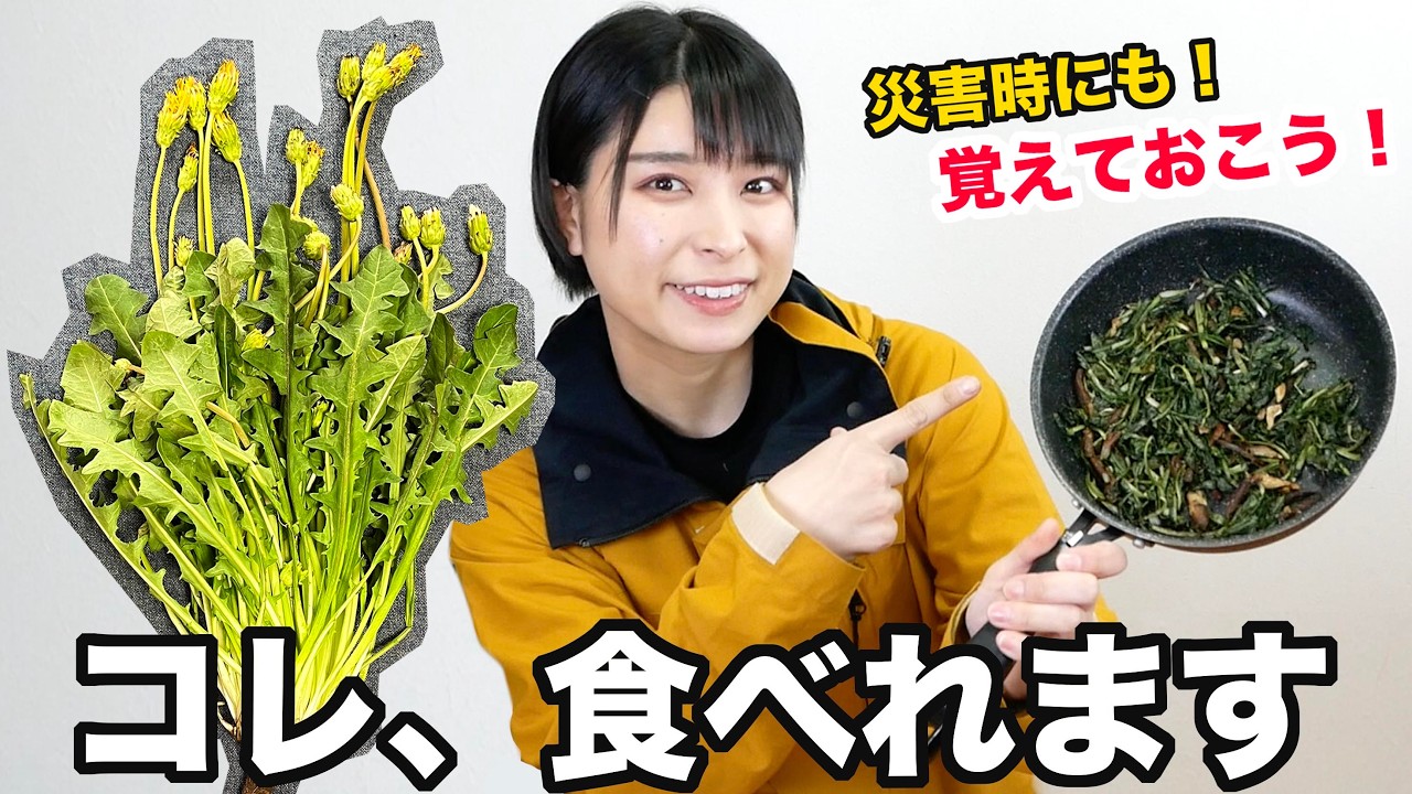 【防災&times;サバイバル】知らなきゃ損！美味すぎ！タンポポの味と食べ方を紹介！【防災キャンプ】