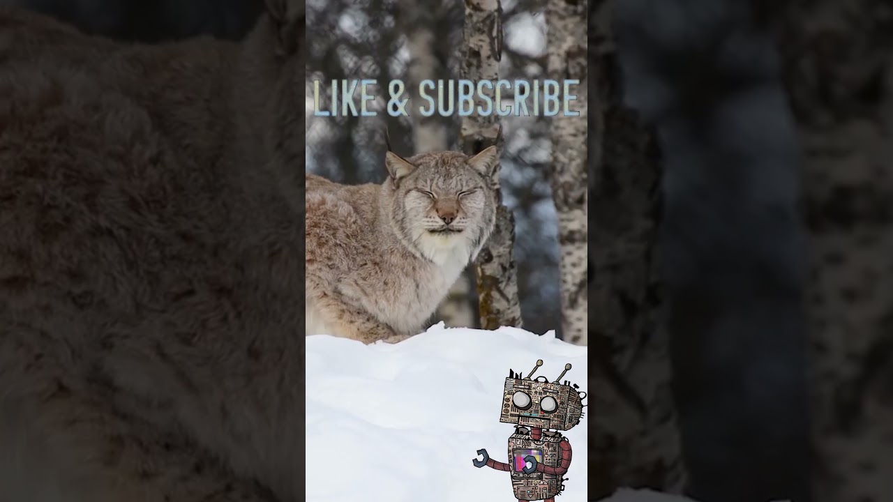 The Lynx and Its Built-In Snowshoes #didyouknow #education #fact #animals #lynx #lynxcat #snowshoe