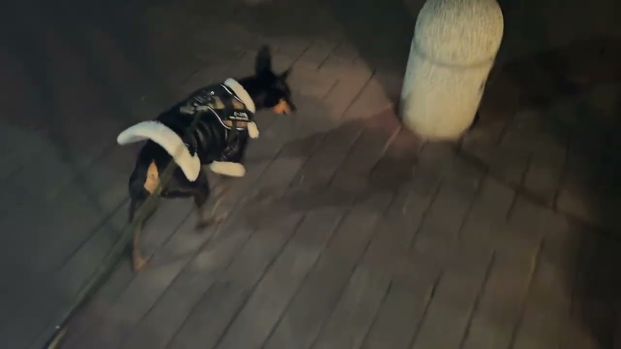 2026.02.23のお散歩228秒