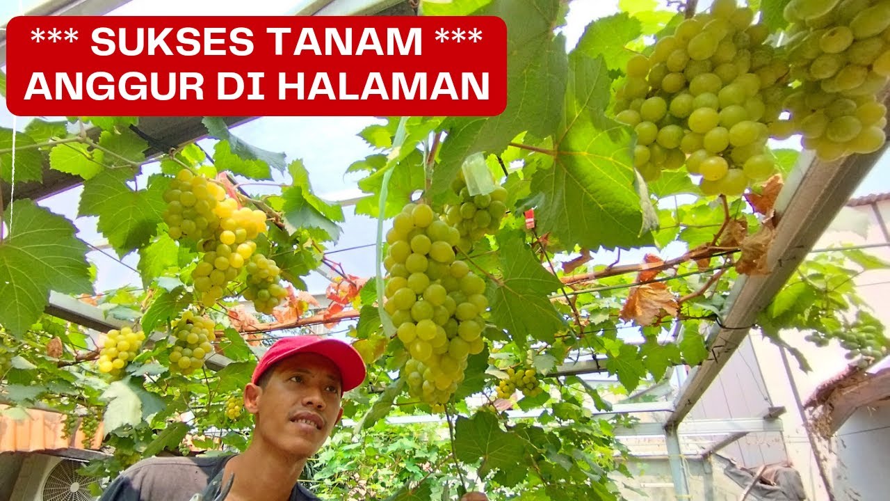 Menanam Anggur Di Halaman Rumah Berbuah Lebat. Anggur Tamaki. Arga Jakarta Selatan