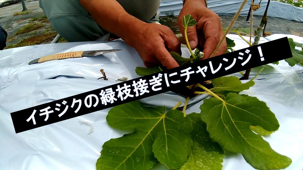 イチジクの緑枝接ぎにチャレンジ！