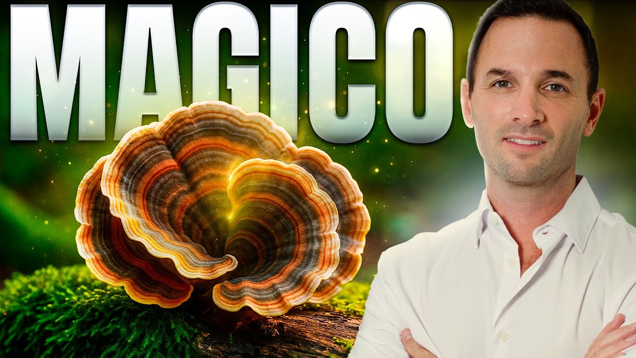 Coriolus Versicolor: El Aliado Inmunológico Más Potente de la Naturaleza