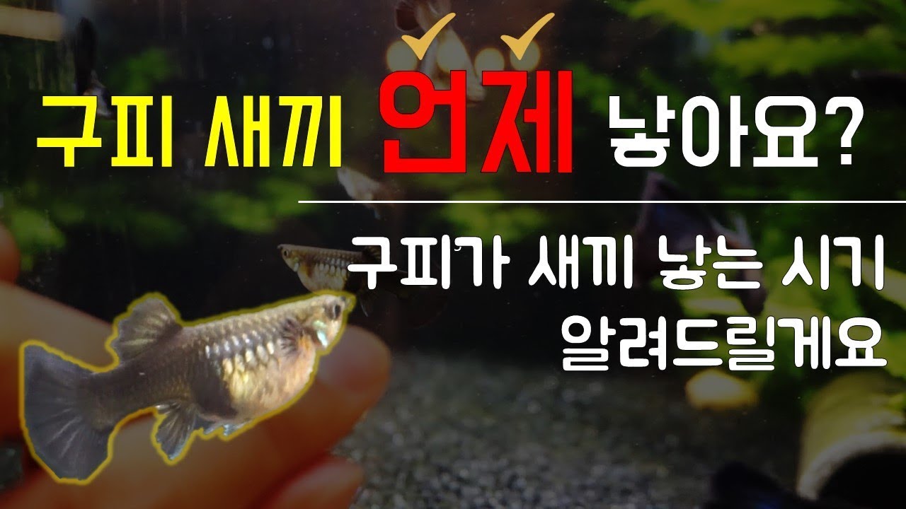 구피 새끼 언제 낳을까? 구피 출산 예정일 구분하는 방법!