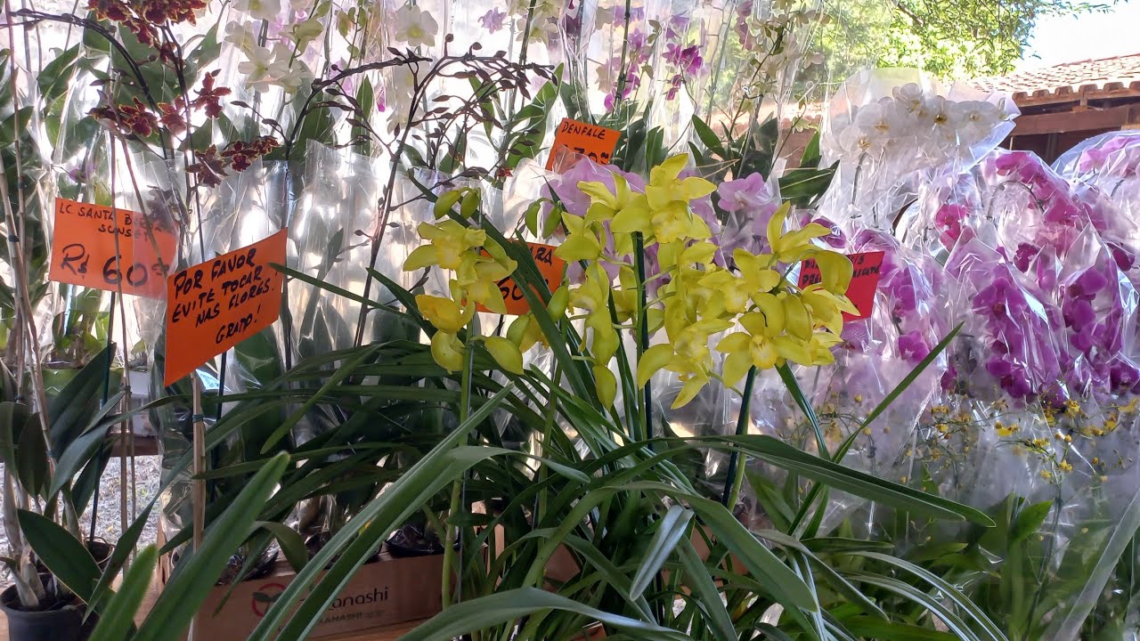 O QUE COMPREI NA EXPOSIÇÃO DE ORQUÍDEAS DAS MÃES 💐💐