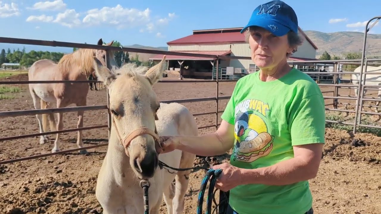 How to: Teach your colt to lead