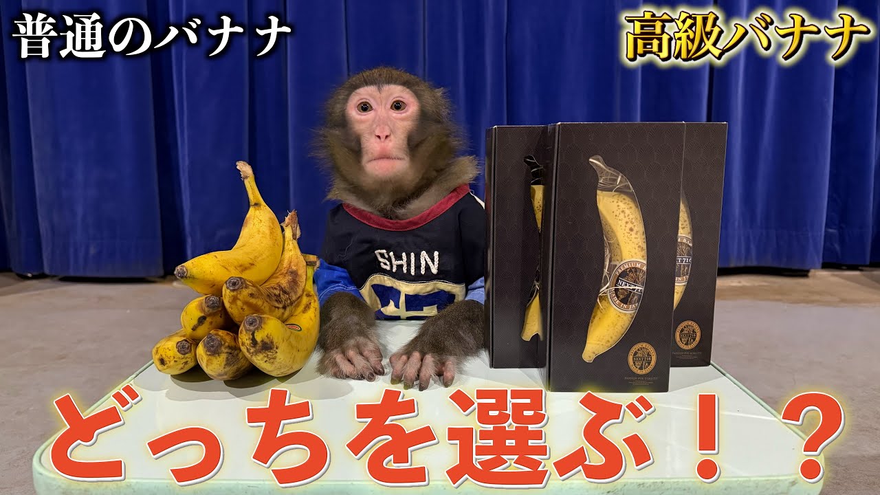 「高級バナナvs普通のバナナ」子猿のシンくん高級バナナを見抜けるのかっ！？