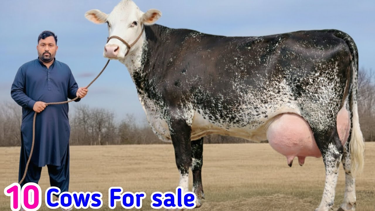 Taj Dairy Farm 🐄 | Girando Cow Farm | Modern Dairy Cows | 40 Liter Milk Per Day | PK Janwar Mandi