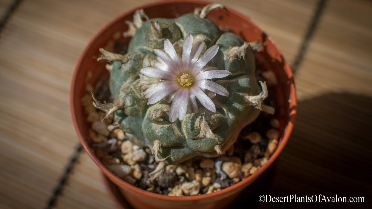How to grow & care for Lophophora williamsii - The Peyote Cactus