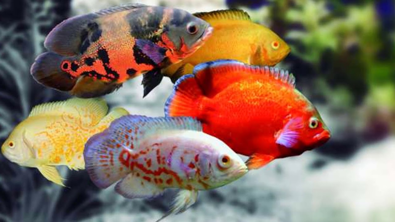 Todo lo que DEBES SABER sobre el PEZ OSCAR y su ENFERMEDAD MAS COMÚN | AcuariosLP