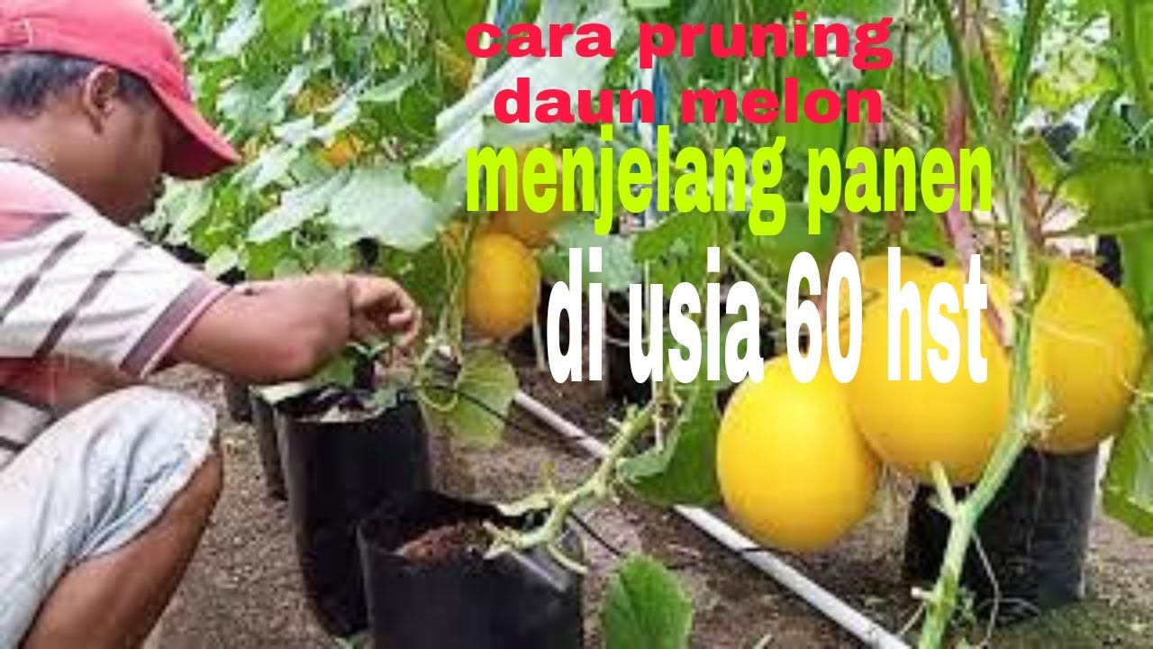 cara pruning daun tua buah melon.