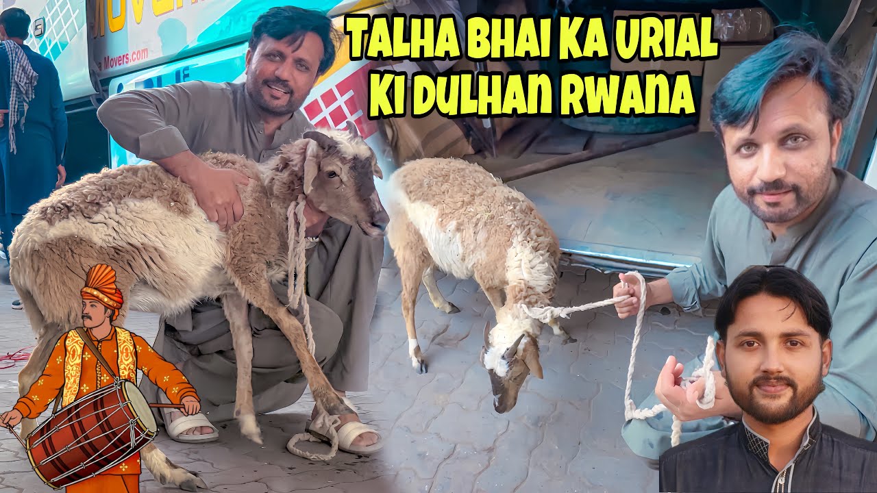 Talha Ghouri Family Keliye Surprise Urial Ki Madi Bhijwa Di