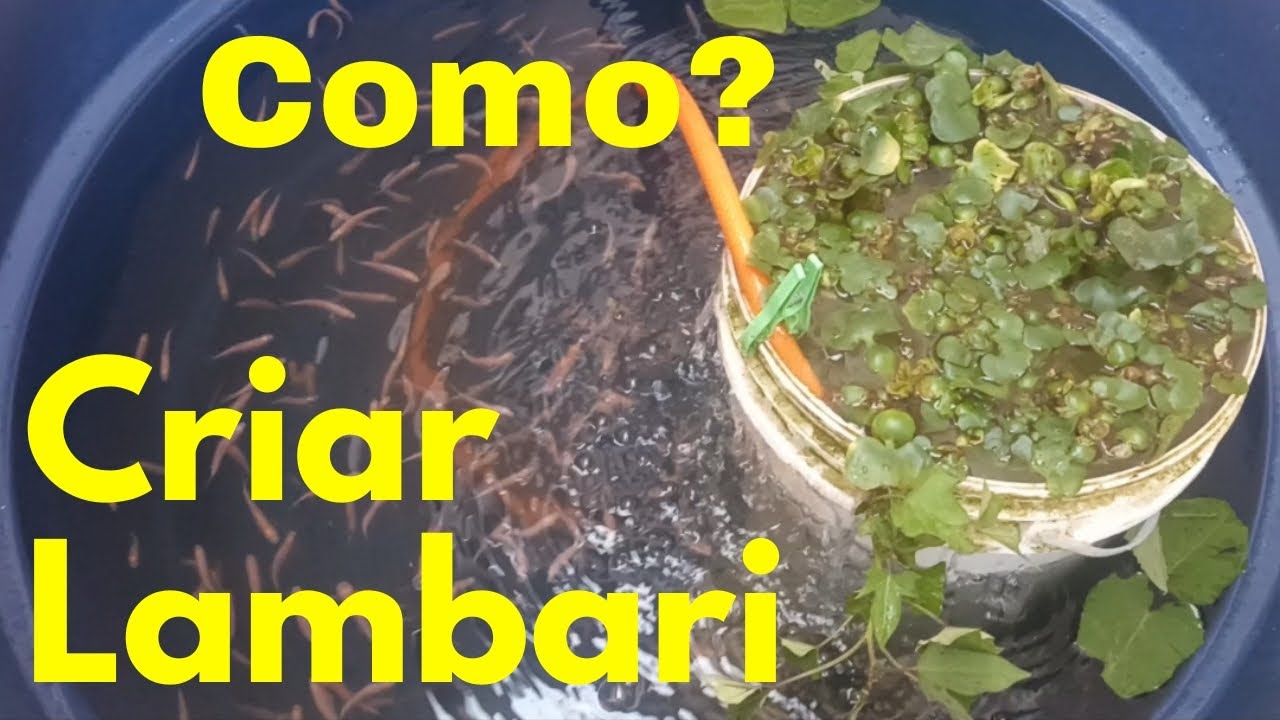 Criação de LAMBARI em Caixa d'água | COLHETA FELIZ #lambari